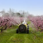 Cask tractor sprays a chemical pollutant insecticide