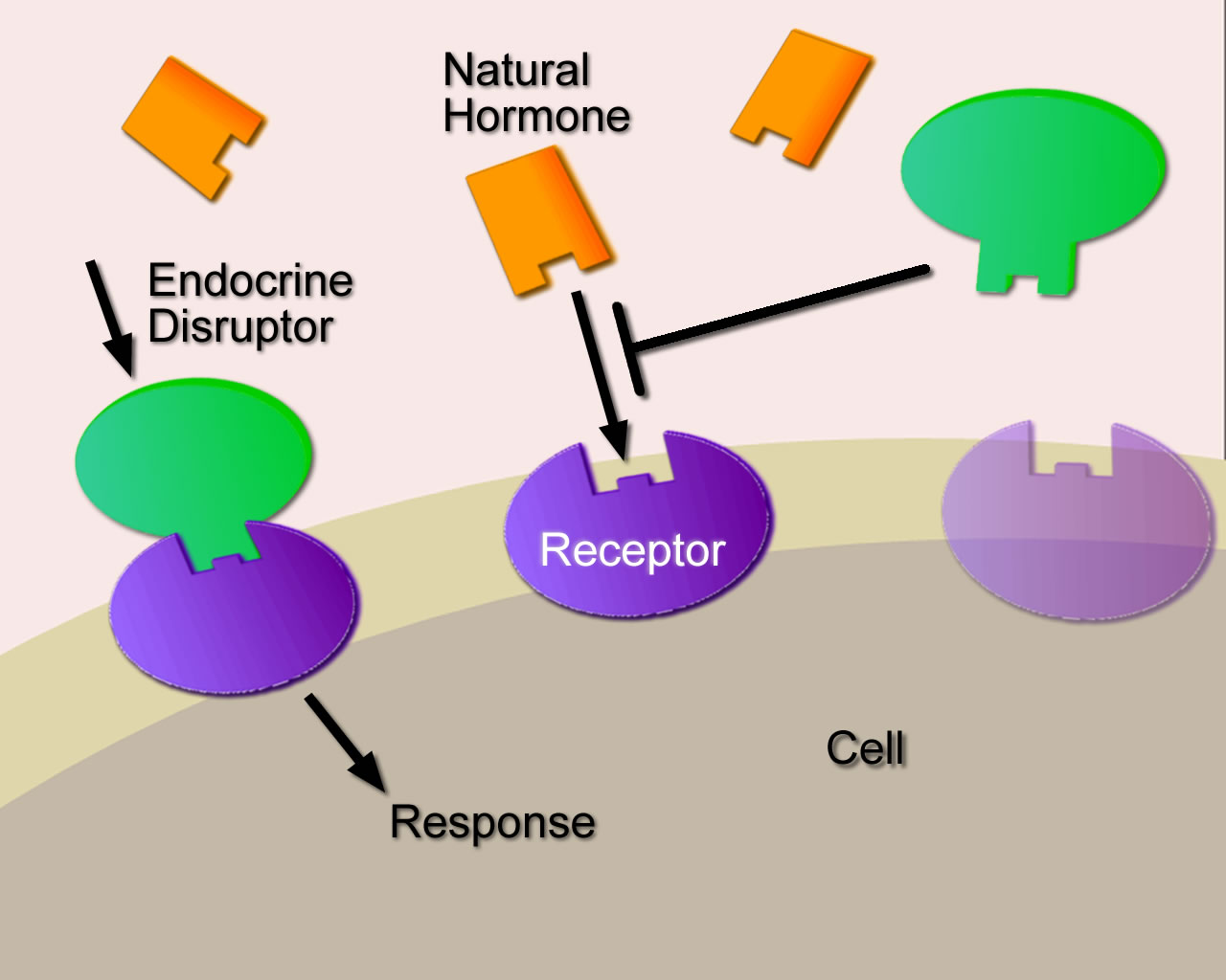 Health threats from endocrine disruptors: A scientific and regulatory challenge