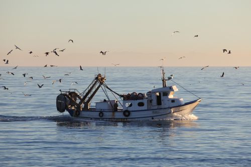 A new framework for the Common Fisheries Policy