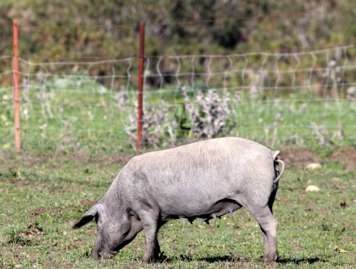 Control of swine fever in the EU