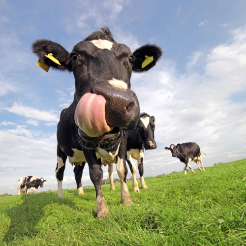 Reform of the Common Agricultural Policy