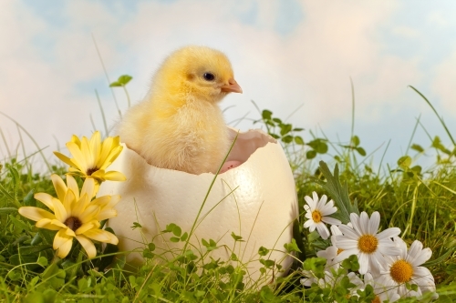 Animal welfare protection in the EU