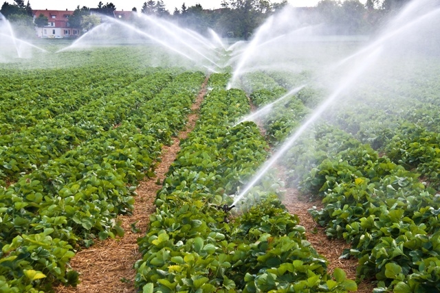Vers une utilisation intelligente et durable de l’eau dans l’agriculture européenne
