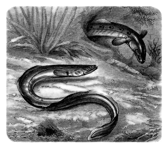 Recovery of the European eel stock