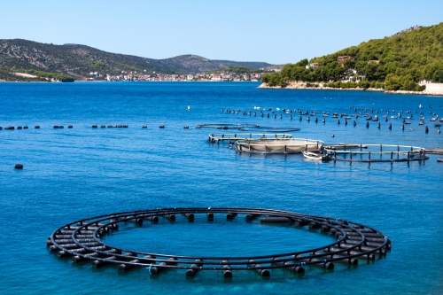 Strategic guidelines for aquaculture in the EU