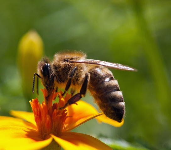 Les abeilles dans l’UE: un bilan de santé inquiétant
