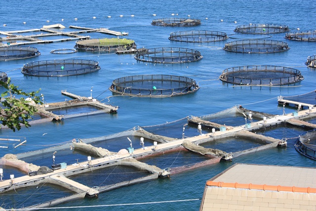 Aquaculture in the EU