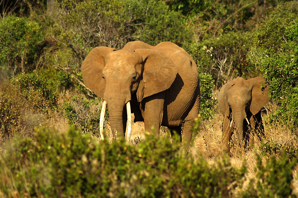 Convention on international trade in endangered species