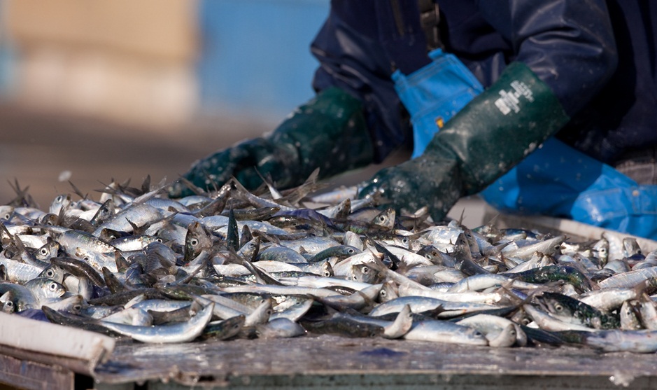 Adapting EU fisheries legislation to the landing obligation [EU Legislation in Progress]