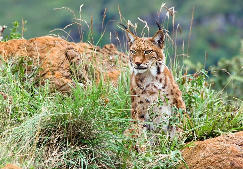 Safeguarding biological diversity: EU policy and international agreements