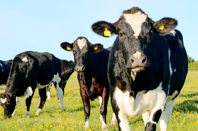 Measures to support dairy farmers after the end of EU milk quotas
