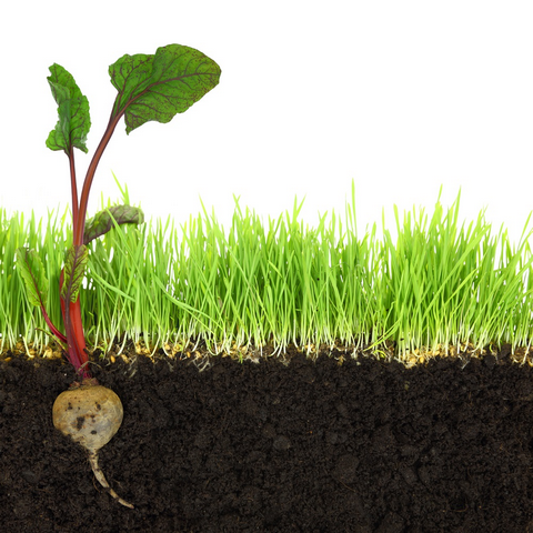 2015 International Year of Soils