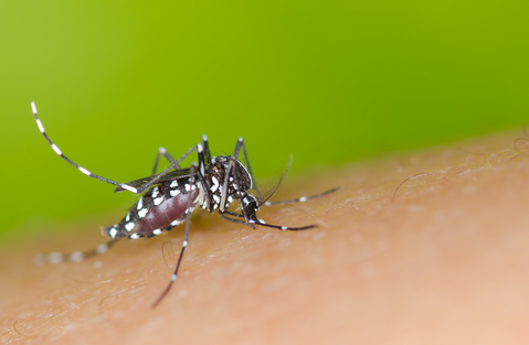 Zika virus: Stepping up preparedness