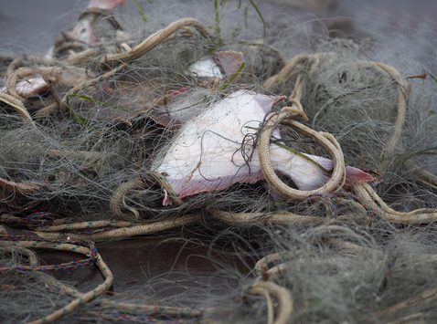 Overhauling fisheries technical measures [EU Legislation in Progress]