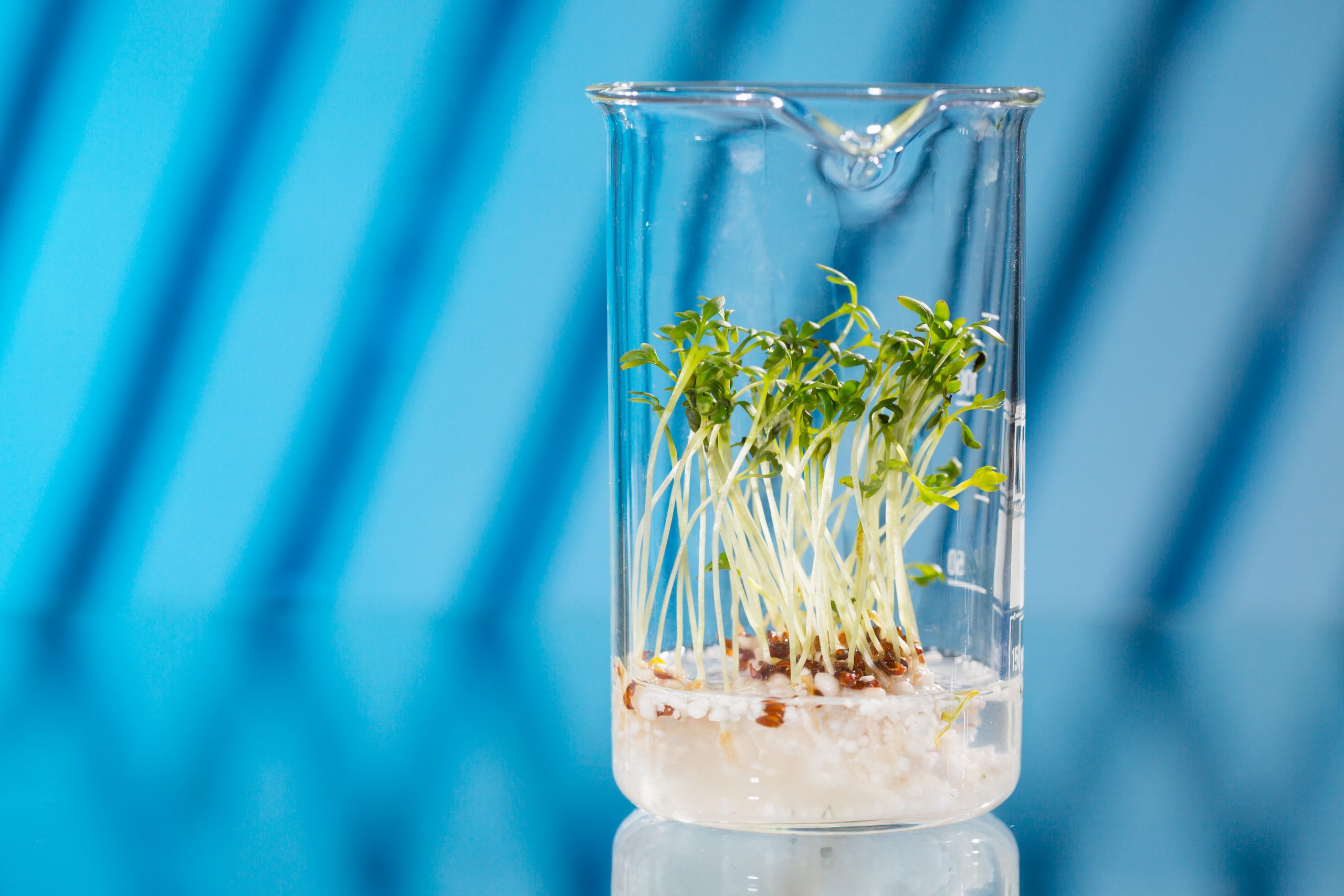 Patents and plant breeders’ rights