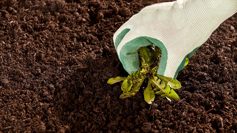 Renewing authorisation for glyphosate