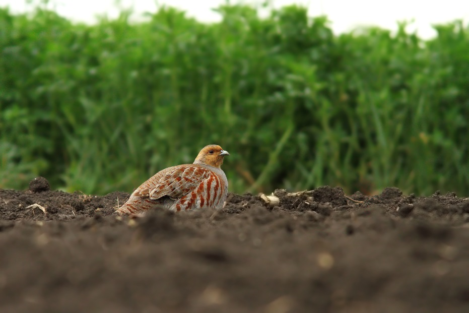 Biodiversity and agriculture