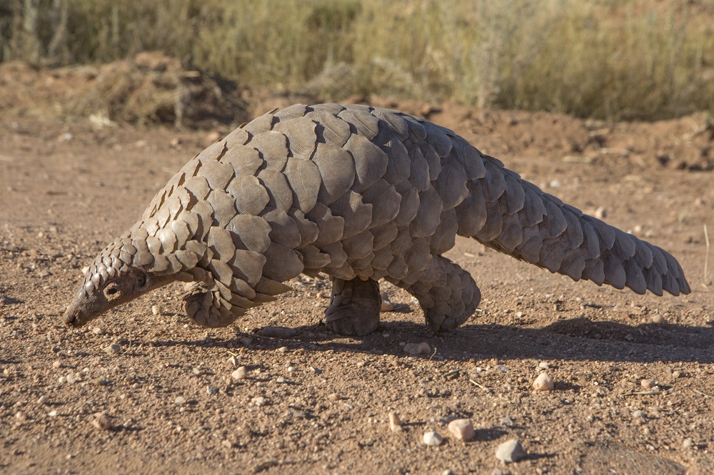 EU Action Plan against Wildlife Trafficking