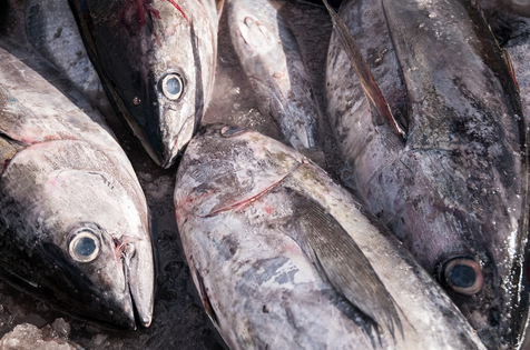 Transposing international measures for Atlantic tuna fisheries into EU law [EU Legislation in Progress]