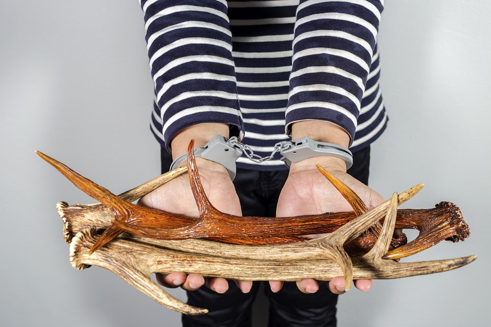 EU actions to combat wildlife crime