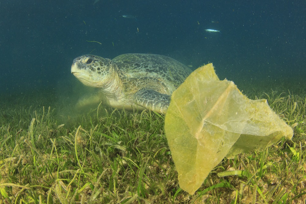 Plastic bags: EU’s response to reducing consumption