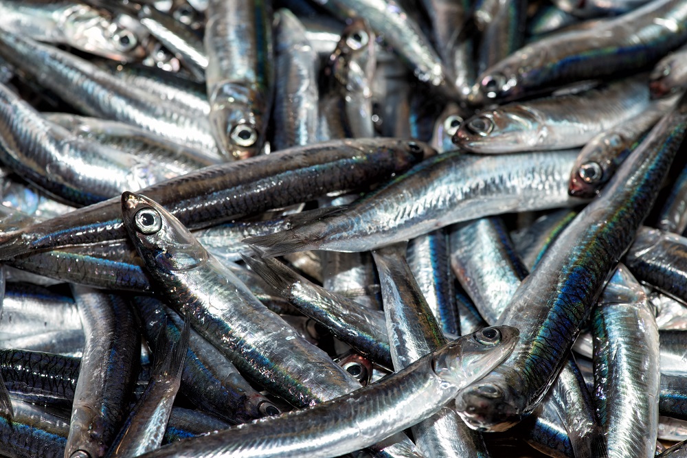 Multiannual plan for small pelagic fish stocks in the Adriatic Sea [EU Legislation in Progress]