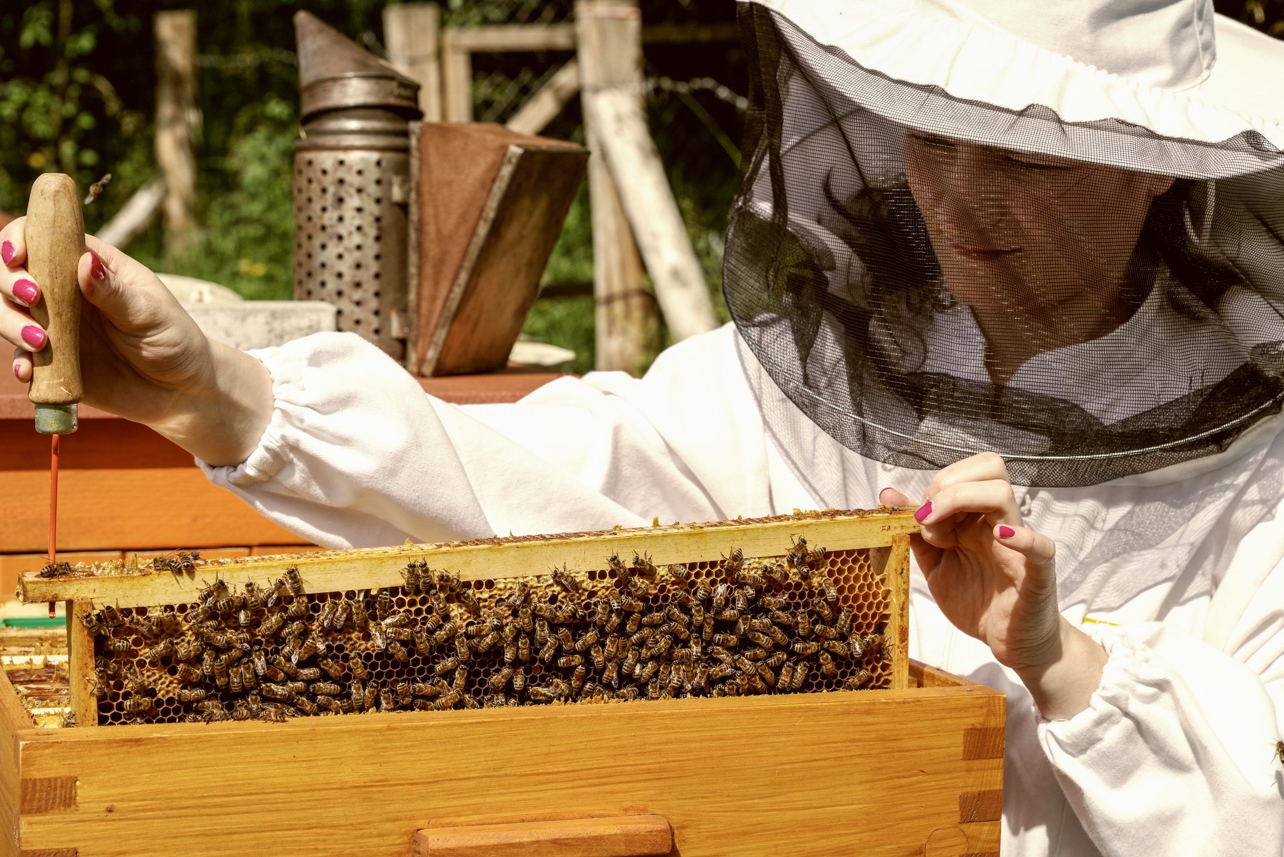 The EU’s beekeeping sector