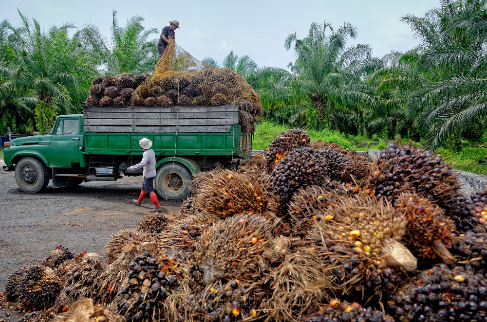 Palm oil: economic and environmental impacts