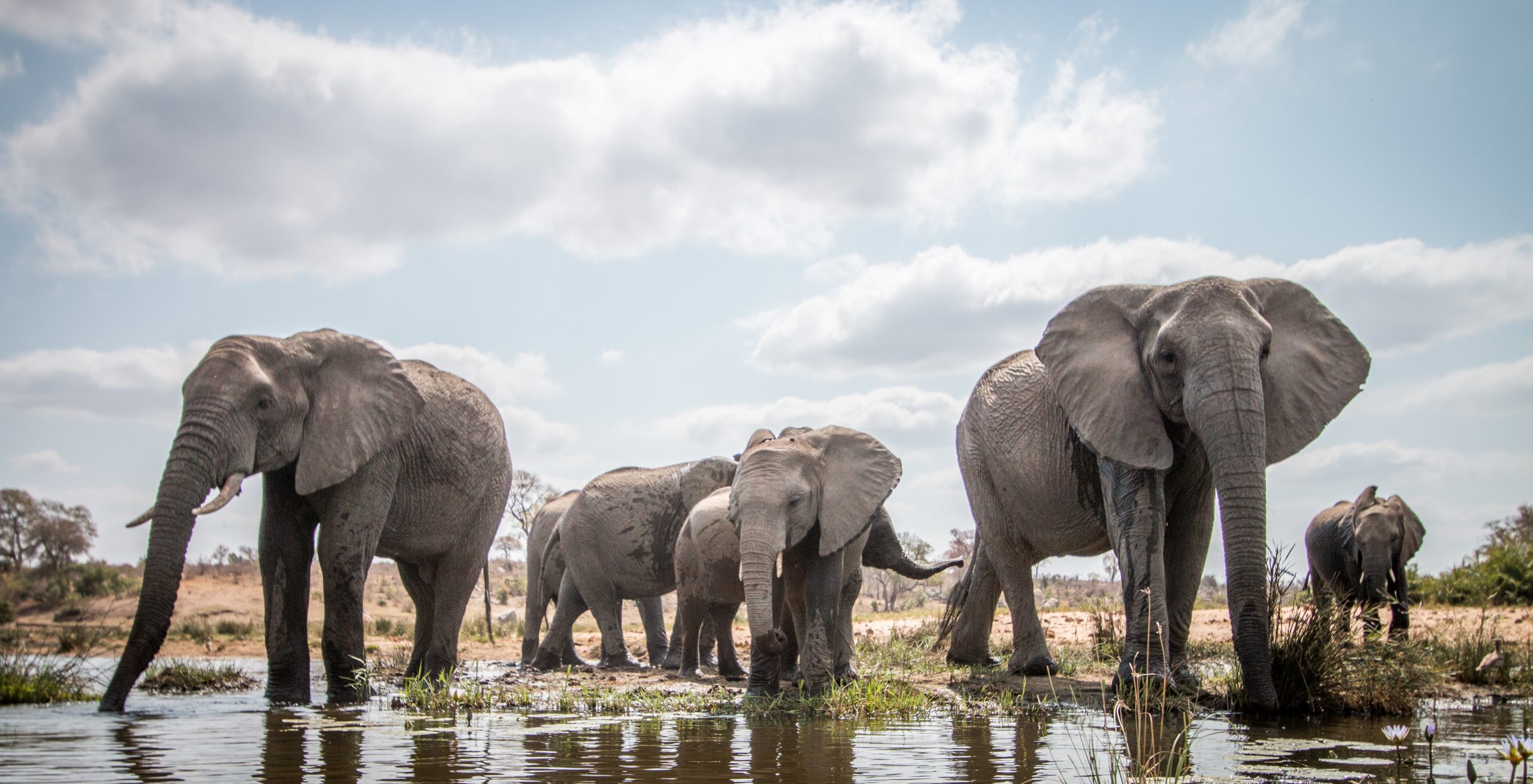 People fighting wildlife trafficking [What Europe does for you]