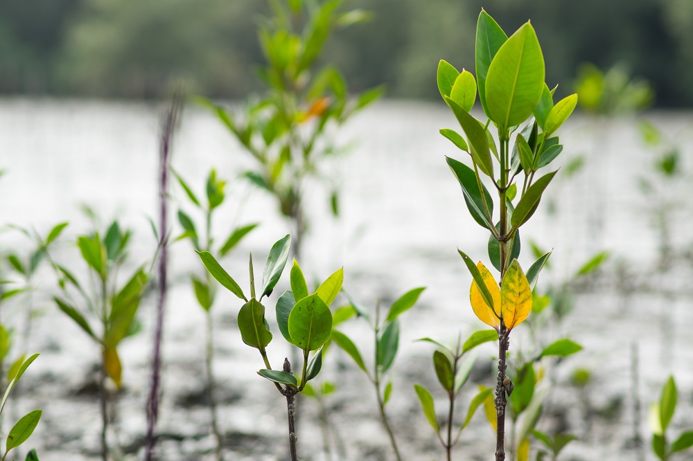 LIFE programme for 2021-2027: Financing environmental and climate objectives [EU Legislation in Progress]