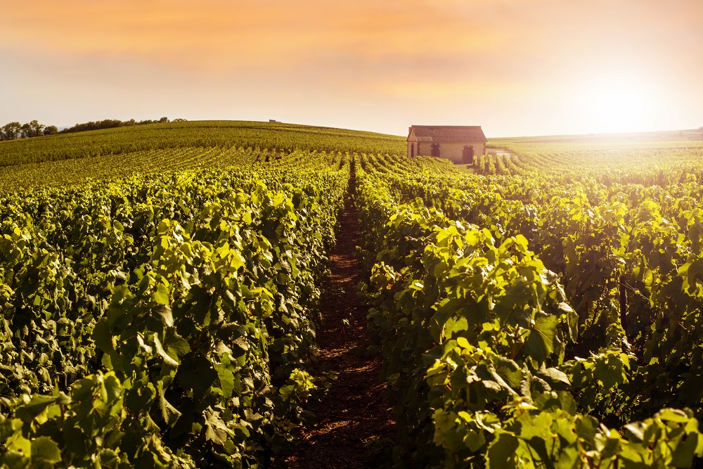 Champagne and sparkling wine producers [What Europe does for you]