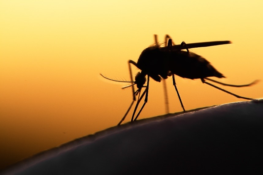 How gene-drive technology could help eradicate malaria