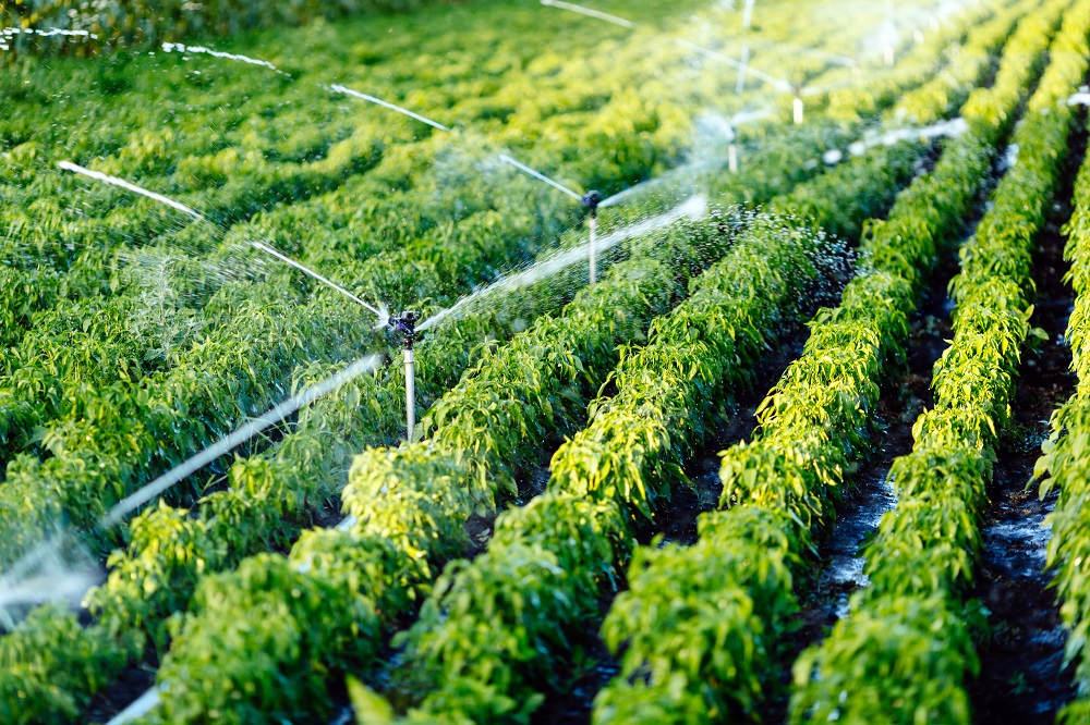 Irrigation in EU agriculture [Policy podcast]