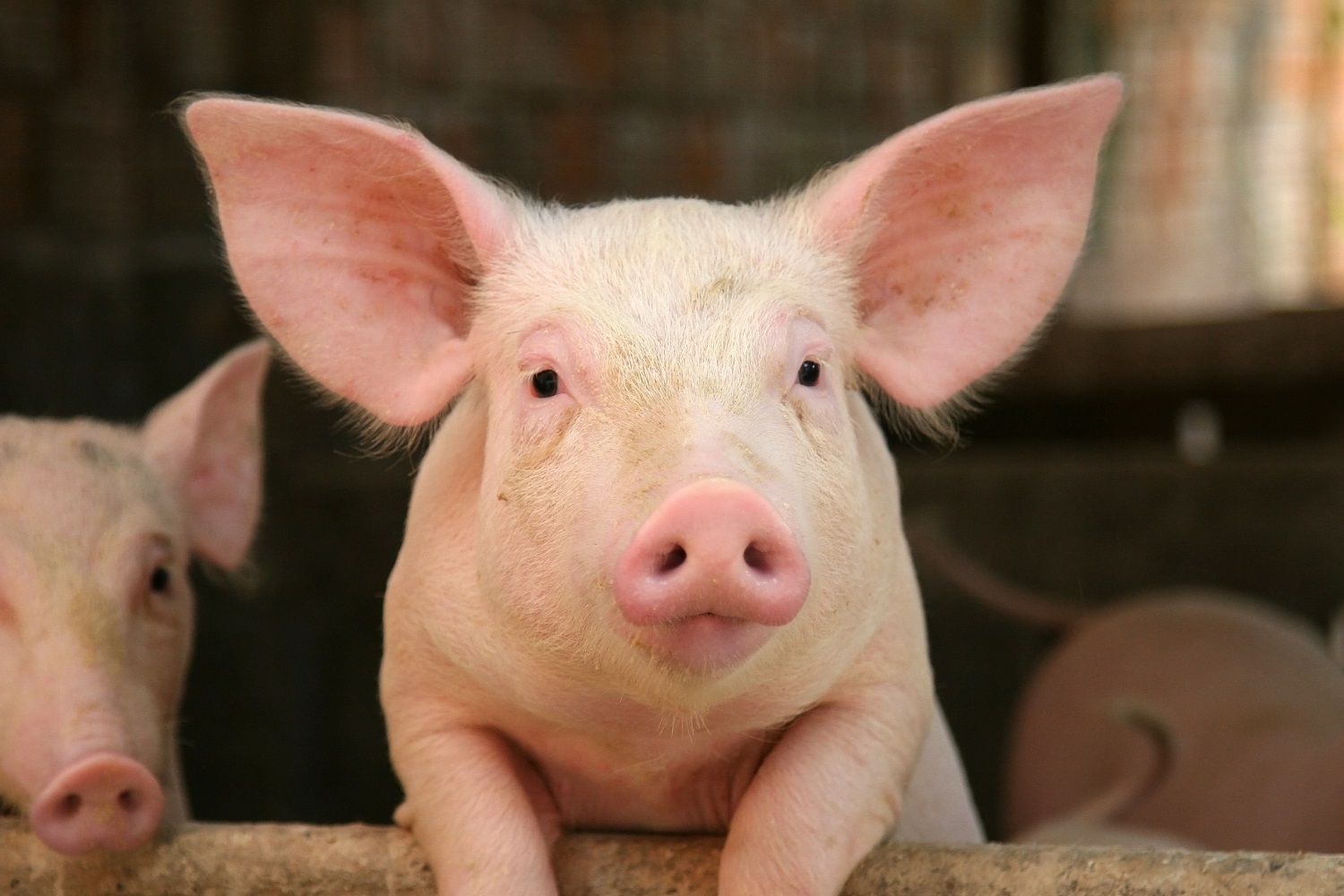 The EU pig meat sector [Policy Podcast]
